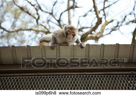 Wild long tailed macaque on roof, low angle View Large Photo Image Stock Photo - Wild long tailed macaque on roof, low angle. Fotosearch