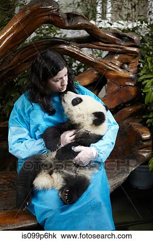 Woman holding 6 month old Giant Panda at Chengdu Panda Breeding Research Center View Large Photo Image Stock Image - Woman holding 6 month old Giant Panda at Chengdu Panda Breeding Research Center. Fotosearch