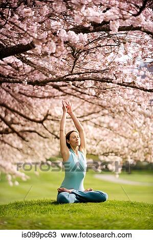 Woman in lotus position under cherry tree, with arms raised View Large Photo Image Stock Image - Woman in lotus position under cherry tree, with arms raised. Fotosearch