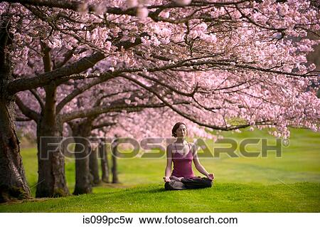 Woman in lotus position under cherry tree View Large Photo Image Stock Photo - Woman in lotus position under cherry tree. Fotosearch
