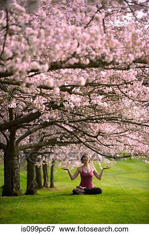 Woman in lotus position under cherry tree View Large Photo Image Stock Photo - Woman in lotus position under cherry tree. Fotosearch