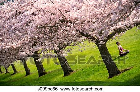 Woman in lotus position under cherry trees View Large Photo Image Stock Photograph - Woman in lotus position under cherry trees. Fotosearch