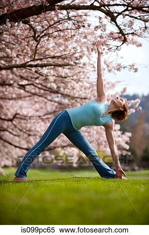 Woman in triangle yoga position by cherry tree View Large Photo Image Stock Photography - Woman in triangle yoga position by cherry tree. Fotosearch