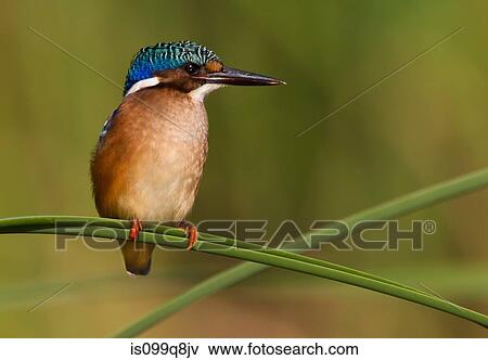 Young Malachite Kingfisher, Kgalagadi Transfrontier Park, Africa View Large Photo Image Stock Photo - Young Malachite Kingfisher, Kgalagadi Transfrontier Park, Africa. Fotosearch
