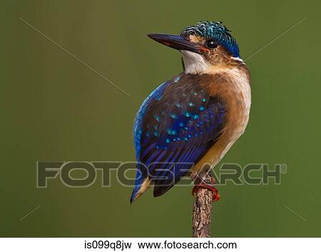 Young Malachite Kingfisher, Kgalagadi Transfrontier Park, Africa View Large Photo Image Stock Photo - Young Malachite Kingfisher, Kgalagadi Transfrontier Park, Africa. Fotosearch