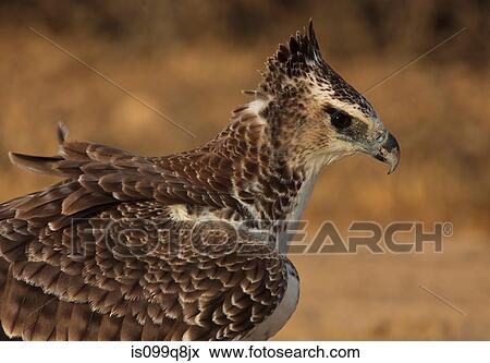 Young Martial Eagle, Kgalagadi Transfrontier Park, Africa View Large Photo Image Stock Photo - Young Martial Eagle, Kgalagadi Transfrontier Park, Africa. Fotosearch