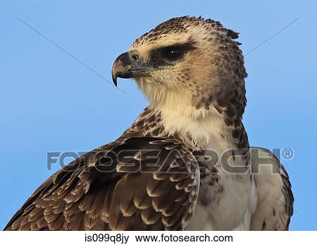 Young Martial Eagle, Kgalagadi Transfrontier Park, Africa View Large Photo Image Stock Photo - Young Martial Eagle, Kgalagadi Transfrontier Park, Africa. Fotosearch