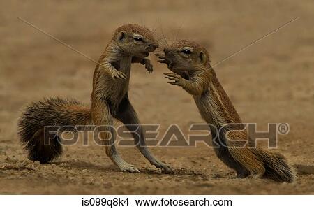 Picture - Young squirrels at play, Kgalagadi Transfrontier Park, Africa. Fotosearch