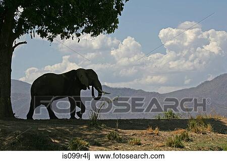 Stock Image - African elephant bull and sausage tree, Mana Pools, Zimbabwe. Fotosearch