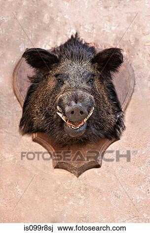 Boar's head trophy on a wall View Large Photo Image Stock Image - Boar's head trophy on a wall. Fotosearch