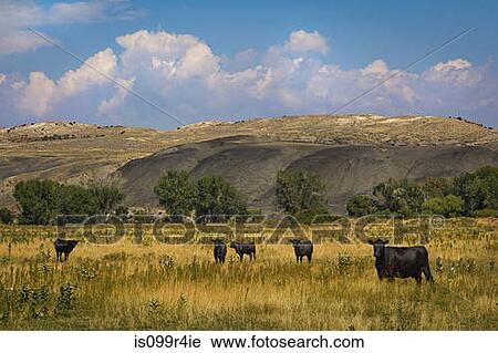Stock Image - Cattle in field in Wyoming, USA. Fotosearch