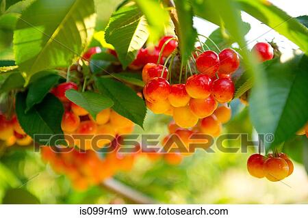 Cherries on tree View Large Photo Image Stock Photo - Cherries on tree. Fotosearch