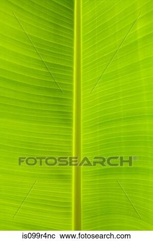Close up of banana leaf View Large Photo Image Stock Image - Close up of banana leaf. Fotosearch