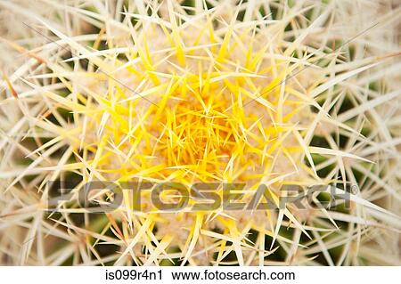 Close up of cactus View Large Photo Image Stock Image - Close up of cactus. Fotosearch