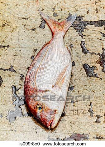 Dorade fish View Large Photo Image Stock Image - Dorade fish. Fotosearch