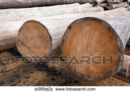 Eastern White Pine Tree logs View Large Photo Image Stock Photo - Eastern White Pine Tree logs. Fotosearch