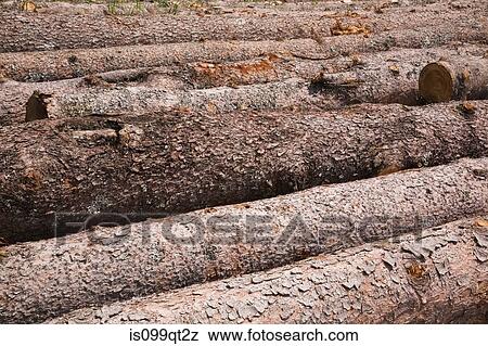 Eastern White Pine Tree logs View Large Photo Image Stock Photo - Eastern White Pine Tree logs. Fotosearch