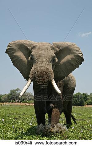Elephant bull in mock charge, Mana Pools, Zimbabwe View Large Photo Image Stock Image - Elephant bull in mock charge, Mana Pools, Zimbabwe. Fotosearch