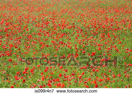 Stock Photo - Field of poppies. Fotosearch