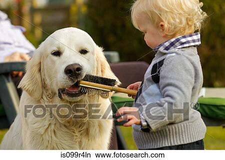 Little boy letting golden retriever chew a brush View Large Photo Image Picture - Little boy letting golden retriever chew a brush. Fotosearch