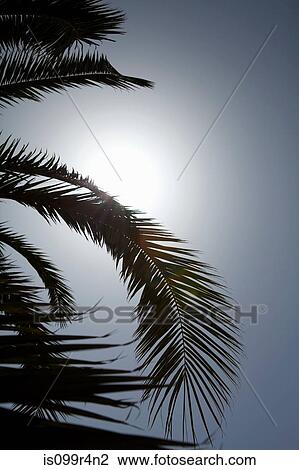 Stock Image - Palm tree in sunlight. Fotosearch