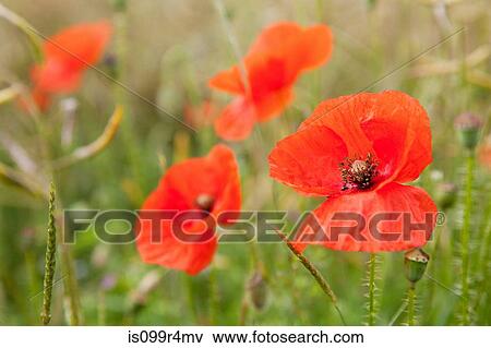 Poppies View Large Photo Image Stock Photo - Poppies. Fotosearch