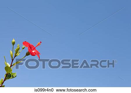 Stock Image - Red hibiscus flower against blue sky. Fotosearch