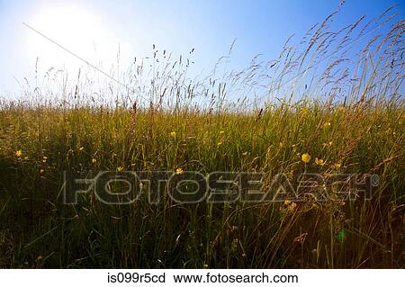 Sky and field of tall grass View Large Photo Image Stock Image - Sky and field of tall grass. Fotosearch