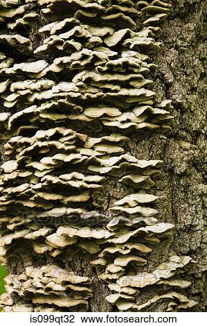 Stock Image - Tree fungi on maple tree trunk in spring. Fotosearch