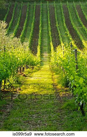 Stock Photo - Vineyard in Tuscany, Italy. Fotosearch