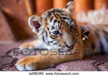 A captive baby tiger in Playa Del Carmen, Quintana Roo, Mexico View Large Photo Image Stock Photography - A captive baby tiger in Playa Del Carmen, Quintana Roo, Mexico. Fotosearch