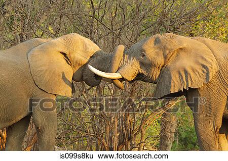 Stock Photograph - African Elephant bulls greeting each other by putting trunks in mouths, Mana Pools, Zimbabwe. Fotosearch