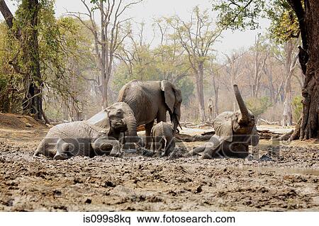 African Elephants bathing in mud, Mana Pools, Zimbabwe View Large Photo Image Stock Photography - African Elephants bathing in mud, Mana Pools, Zimbabwe. Fotosearch