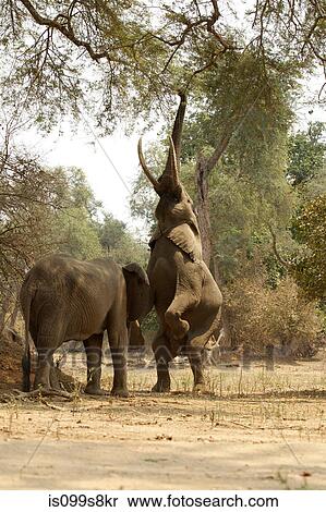 African Elephants, one on back legs reaching up to tree, Mana Pools, Zimbabwe View Large Photo Image Stock Photography - African Elephants, one on back legs reaching up to tree, Mana Pools, Zimbabwe. Fotosearch