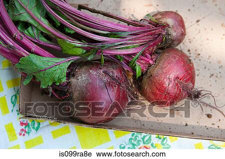 Beetroot View Large Photo Image Stock Image - Beetroot. Fotosearch