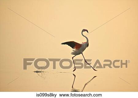 Greater Flamingo (Phoenicopterus roseus) moving gracefully on water, Oristano, Sardinia View Large Photo Image Stock Photo - Greater Flamingo (Phoenicopterus roseus) moving gracefully on water, Oristano, Sardinia. Fotosearch