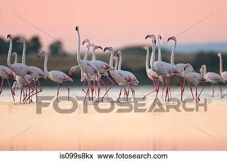 Greater Flamingos (Phoenicopterus roseus), Oristano, Sardinia View Large Photo Image Stock Photo - Greater Flamingos (Phoenicopterus roseus), Oristano, Sardinia. Fotosearch