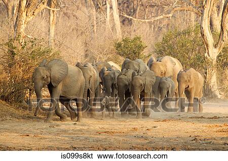 Stock Photograph - Herd of African Elephants on the move, Mana Pools, Zimbabwe. Fotosearch