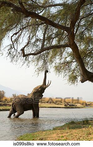 Picture - Juvenile African Elephant reaching up to tree whilst in Zambezi river, Mana Pools, Zimbabwe. Fotosearch