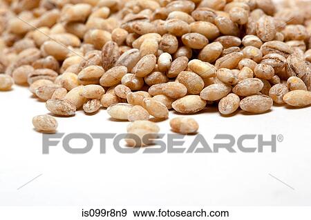 Stock Photo - Pearl barley. Fotosearch