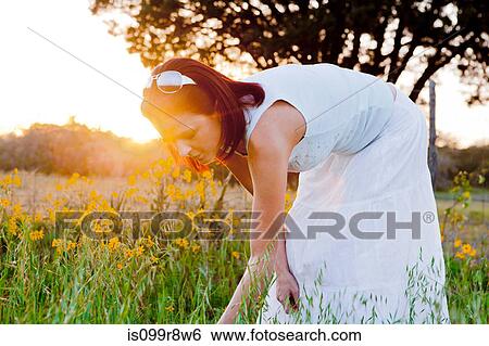 Woman picking flowers in field in sunlight View Large Photo Image Stock Photograph - Woman picking flowers in field in sunlight. Fotosearch
