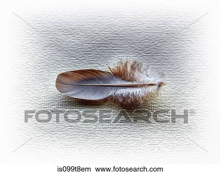 A feather View Large Photo Image Picture - A feather. Fotosearch