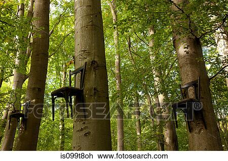 Chairs attached to tree trunks high up in forest View Large Photo Image Stock Image - Chairs attached to tree trunks high up in forest. Fotosearch