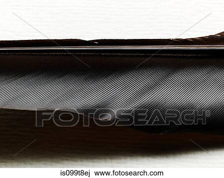 Close up of a black feather View Large Photo Image Stock Image - Close up of a black feather. Fotosearch