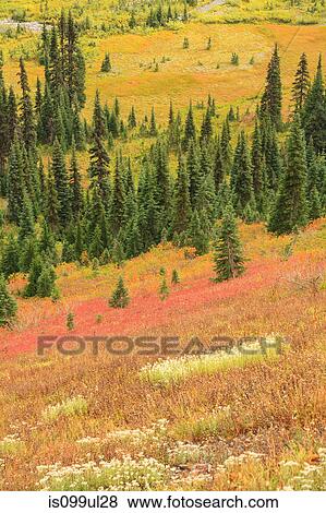 Stock Photo - Fall colors in alpine tundra, Mount Rainier National Park, Washington, USA. Fotosearch