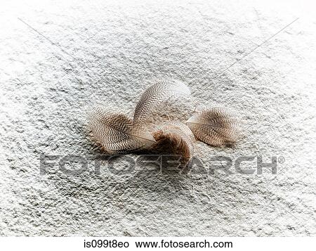 Feathers View Large Photo Image Picture - Feathers. Fotosearch