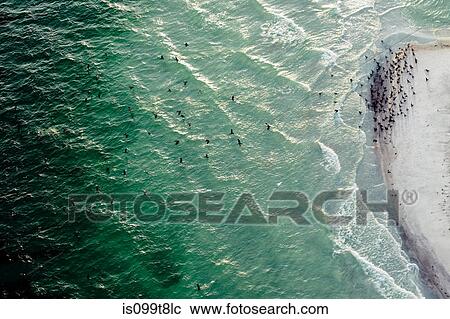 Flock of birds over ocean at Egmont Key National Wildlife Refuge, Tampa Bay, Florida, USA View Large Photo Image Stock Image - Flock of birds over ocean at Egmont Key National Wildlife Refuge, Tampa Bay, Florida, USA. Fotosearch