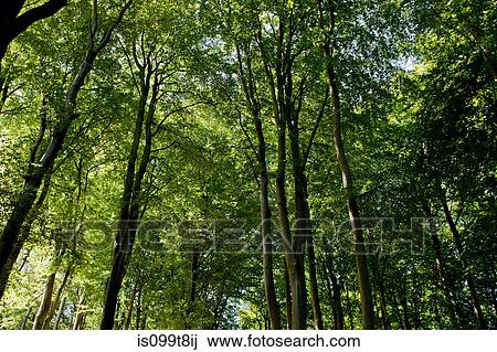 Forest View Large Photo Image Stock Image - Forest. Fotosearch