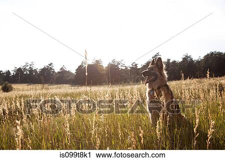 German Shepherd in a field View Large Photo Image Stock Image - German Shepherd in a field. Fotosearch