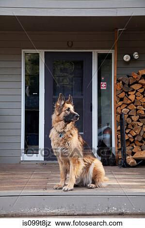 Stock Photo - German shepherd on house porch. Fotosearch